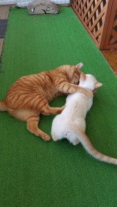猫カフェ白浜４