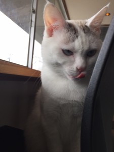 猫カフェ白浜７