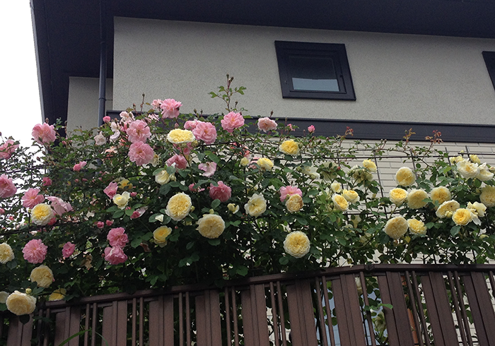 バラを仕立てて庭を華やかに 誘引トレリスご紹介 青山ガーデンの庭くらし