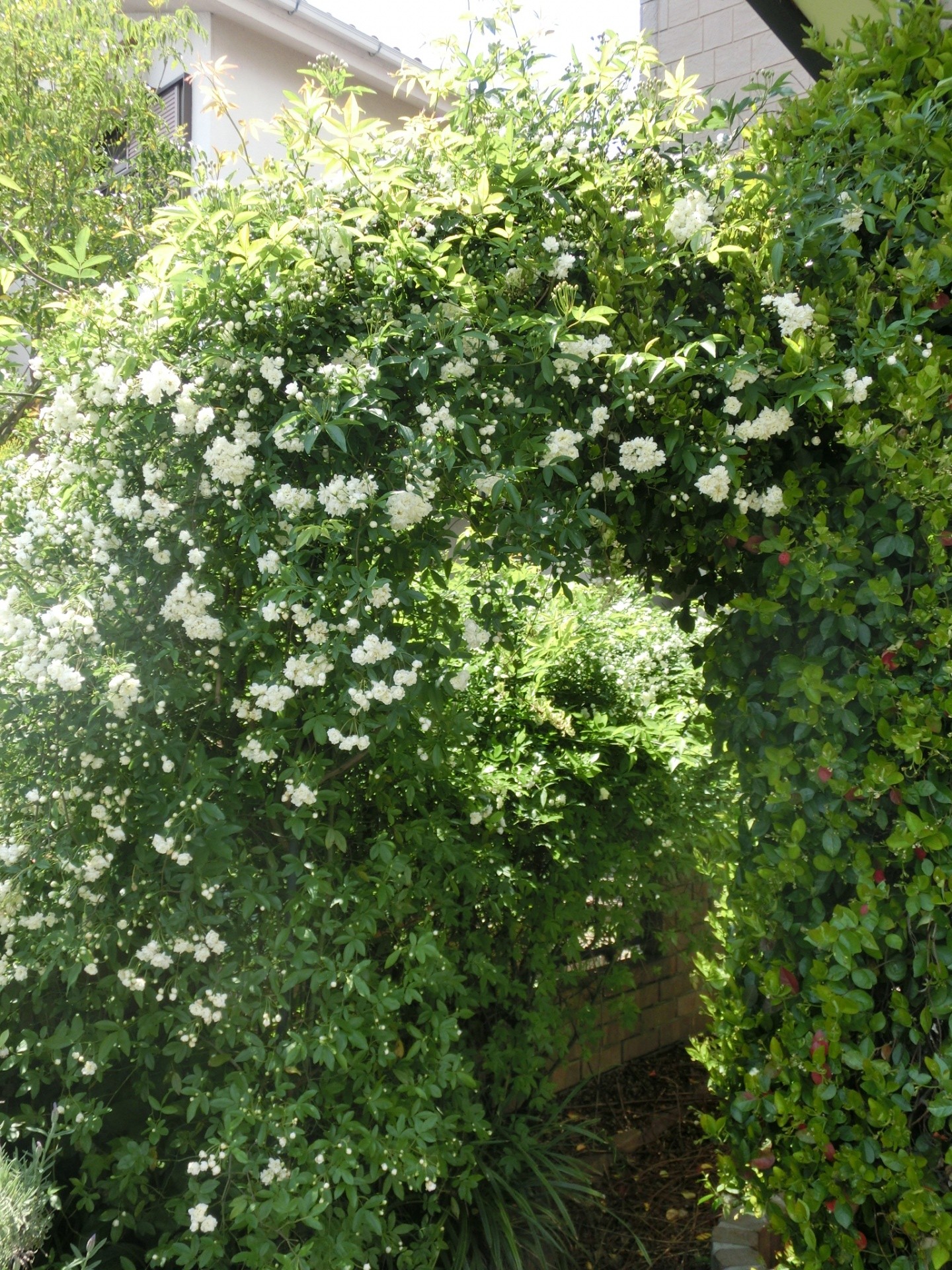 モッコウバラアーチ バラ色の庭活 お花と過ごす素敵な時間