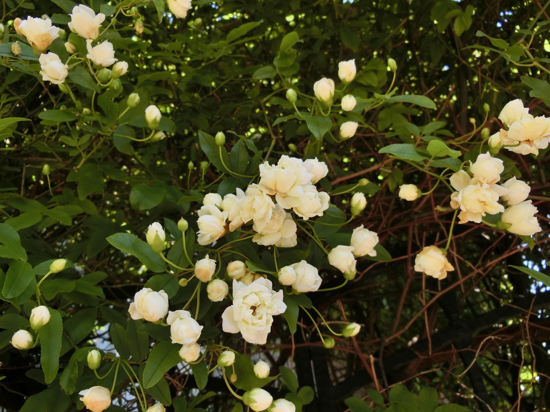 モッコウバラのアーチ バラ色の庭活 お花と過ごす素敵な時間