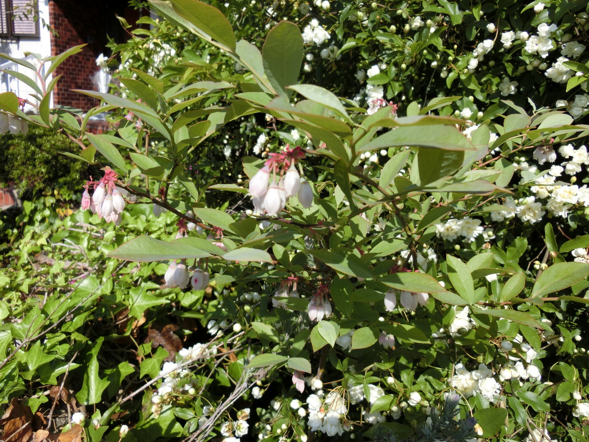 ブルーベリーの花 バラ色の庭活 お花と過ごす素敵な時間