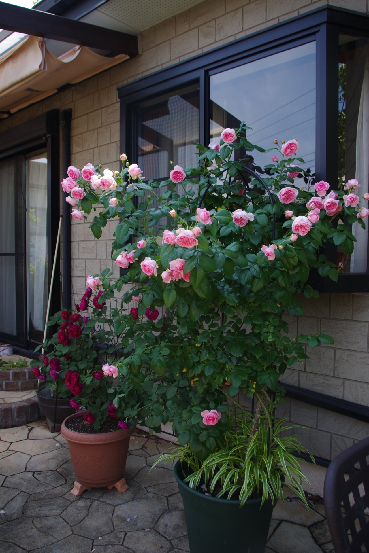 ベーサルシュート バラ色の庭活 お花と過ごす素敵な時間