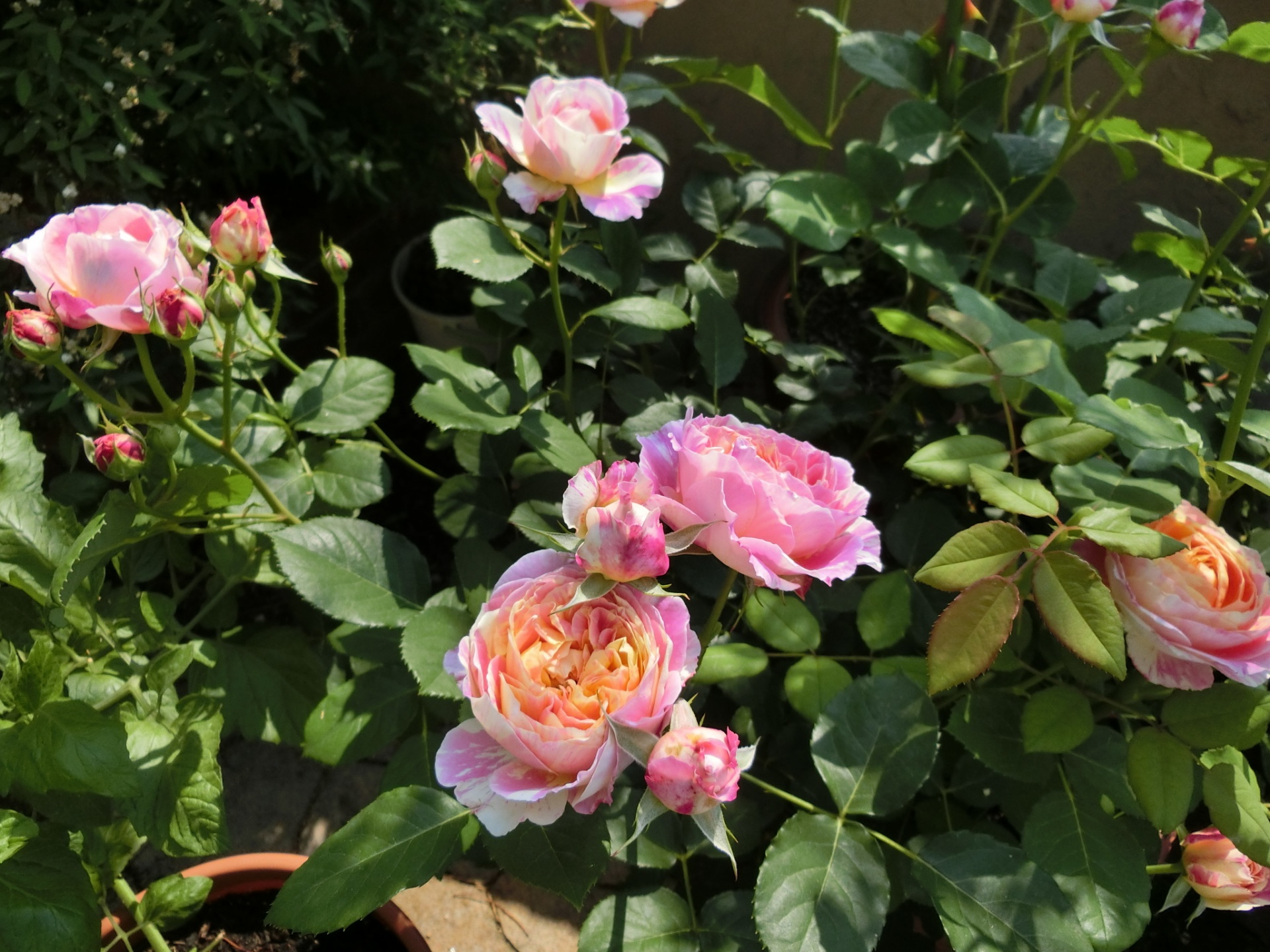 クロード モネ バラ色の庭活 お花と過ごす素敵な時間