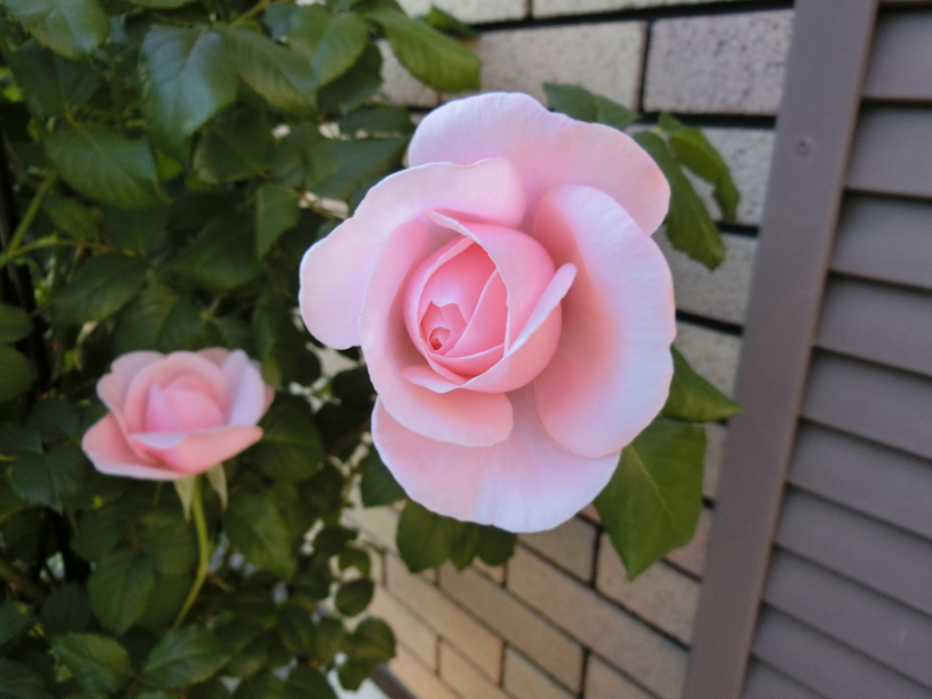 お客さんのお家のナエマが咲きました バラ色の庭活 お花と過ごす素敵な時間