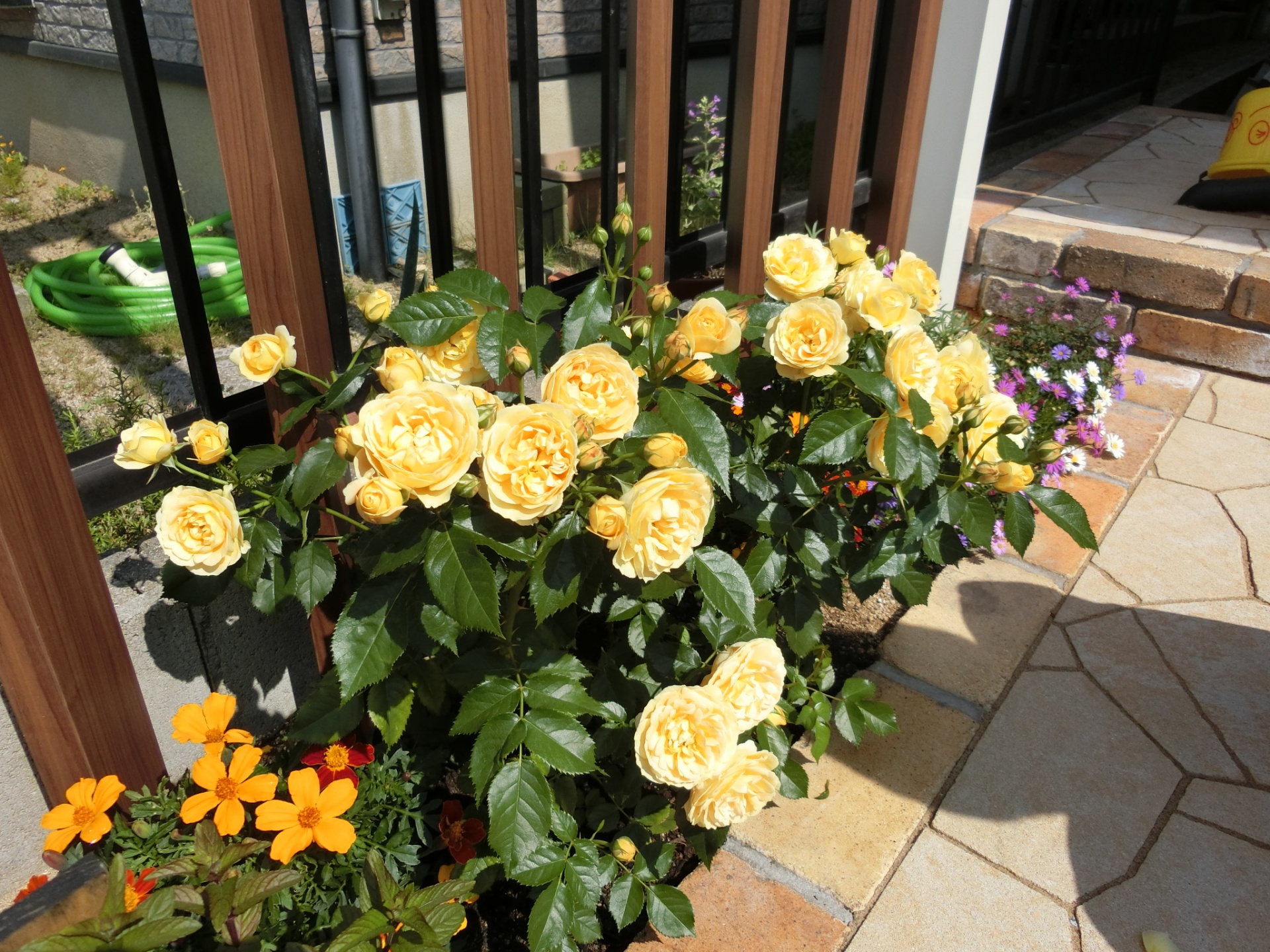 お客さんのお家のドルチェ ヴィータが咲きました バラ色の庭活 お花と過ごす素敵な時間