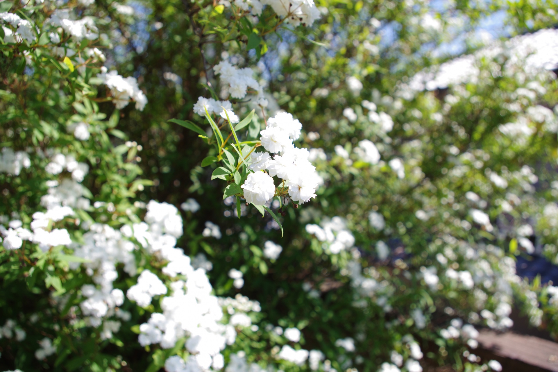 コデマリ ラベンダー オデュッセイア開花間近 バラ色の庭活 お花と過ごす素敵な時間