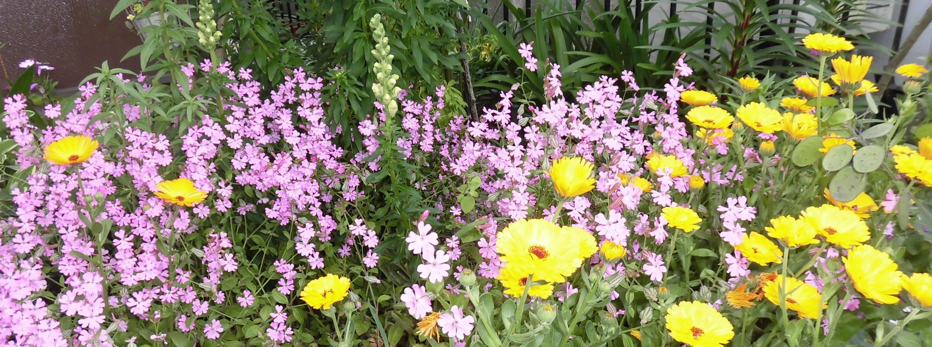 こぼれ種 さまさまです 大根チャンの庭