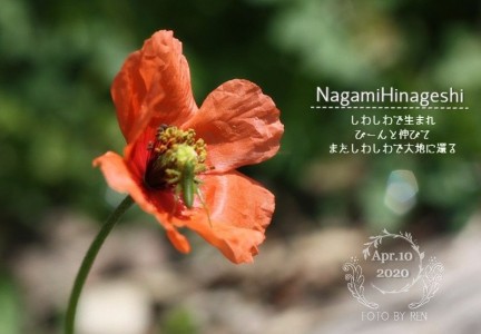 NagamihinageshiIMG_2729m