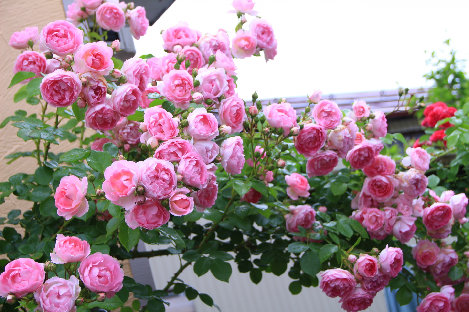 ジャスミーナ Emuzu Rose Garden