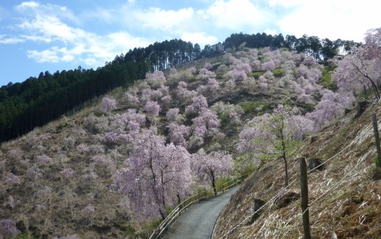 天空の桜1