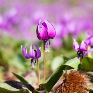 88B85C3C-B3FE-456D-AFDD-56D230EE473E