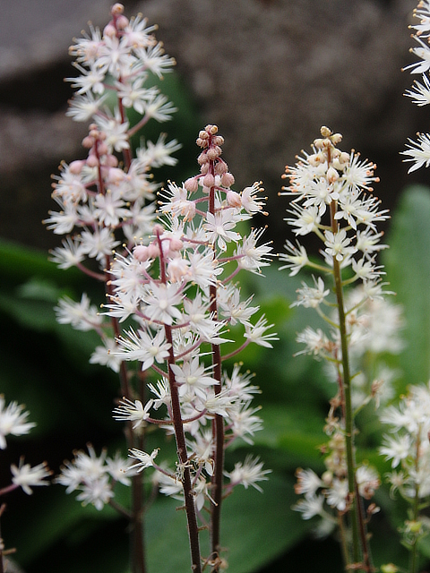 大好きなのに 京都のhory Garden日記