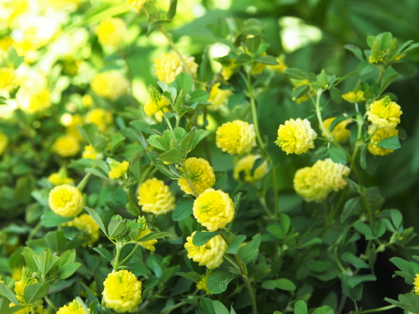 幸せの黄色いクローバー 京都のhory Garden日記