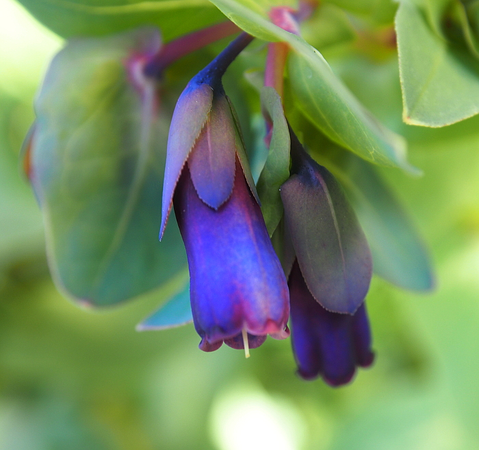 マジョラ―カラーのセリンセの花