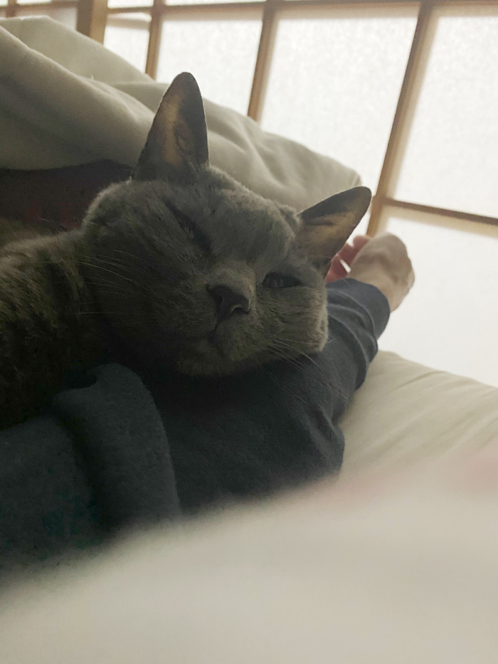 愛猫　みぃと腕枕