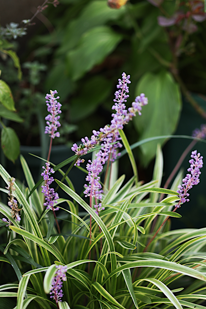 ヤブランの花