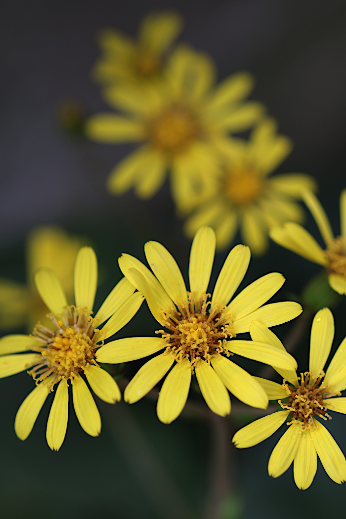 ツワブキの花