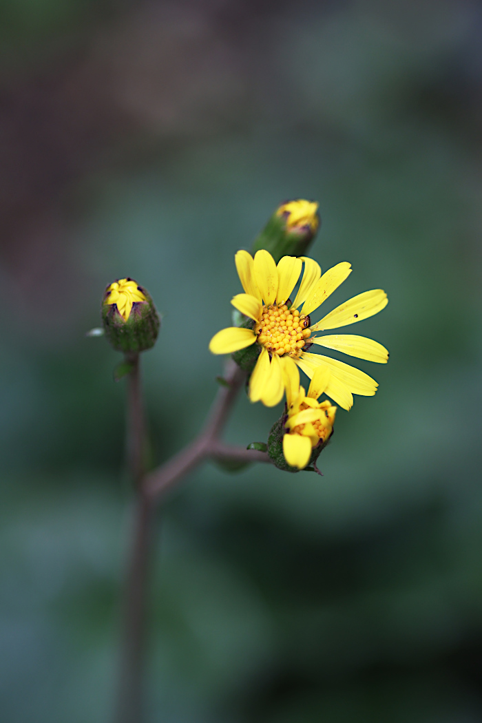 ツワブキの花