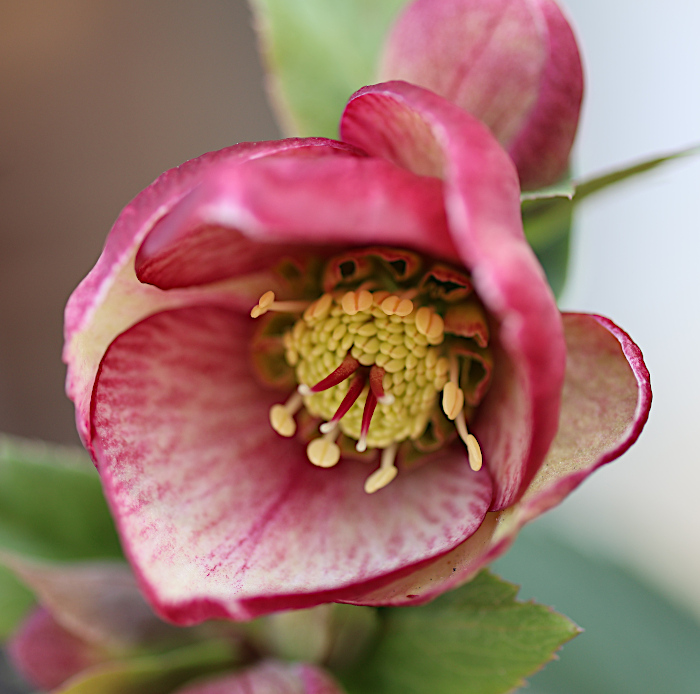 氷の薔薇 イタリアーノ・カルロッタ