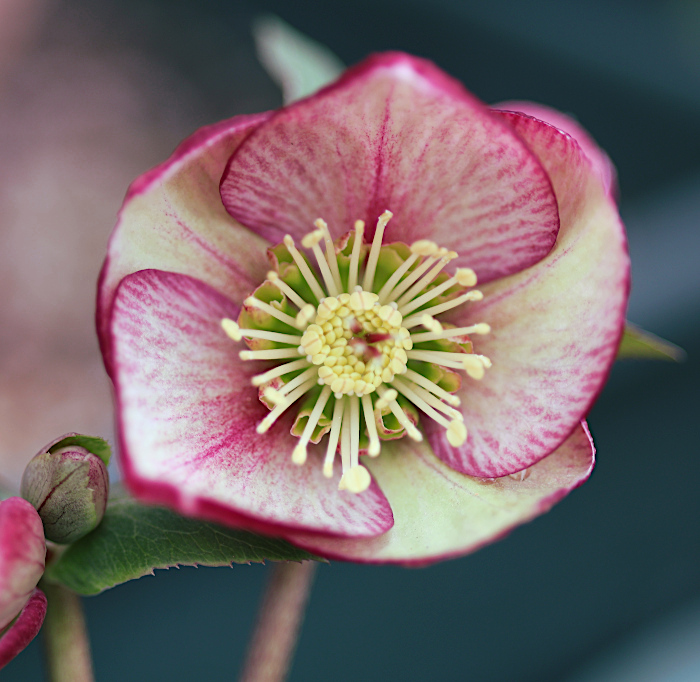 氷の薔薇 イタリアーノ・カルロッタ