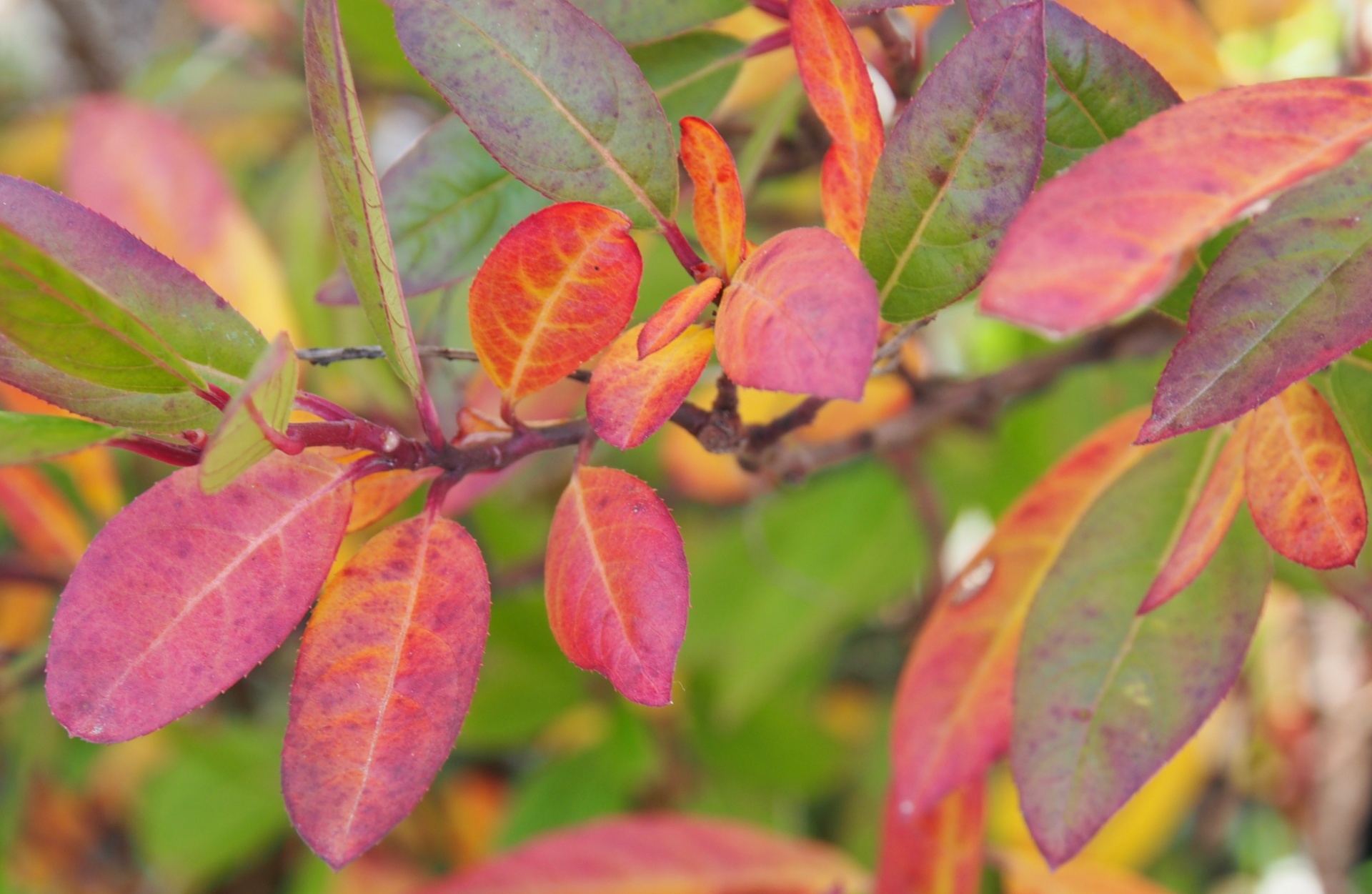 京都のhory garden日記