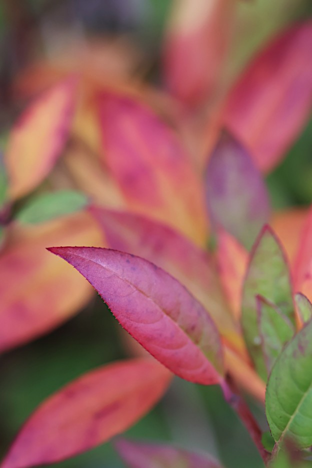 姫リョウブ　コバノズイナ