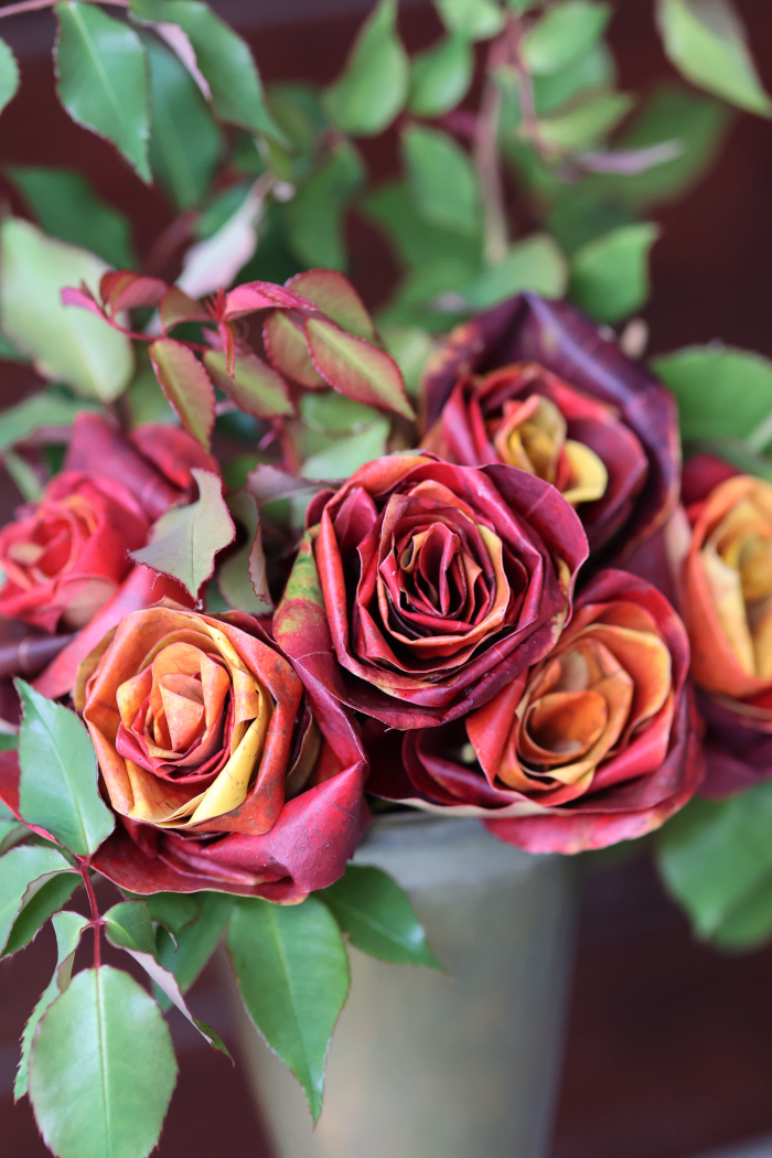 ナンキンハゼの葉のバラ