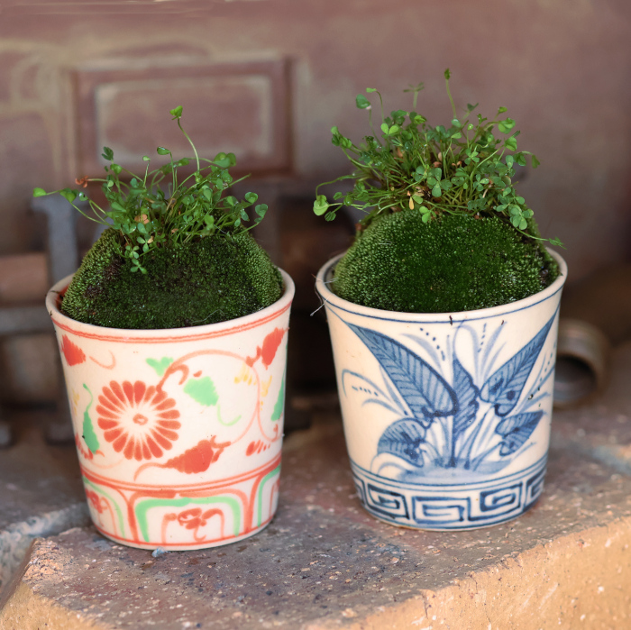 なんちゃって盆栽