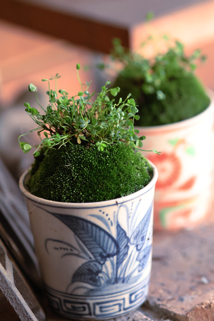 なんちゃって盆栽