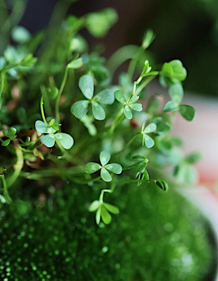 ウォータークローバー