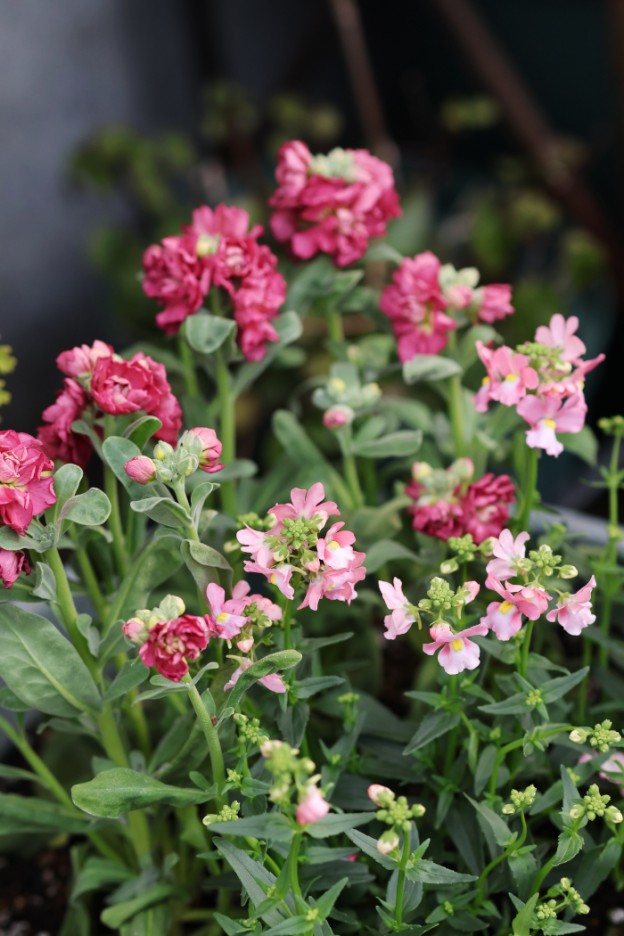 ストックとネメシアの寄せ植え