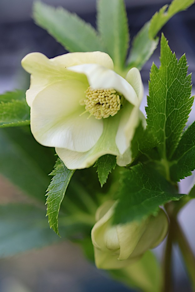 クリスマスローズ