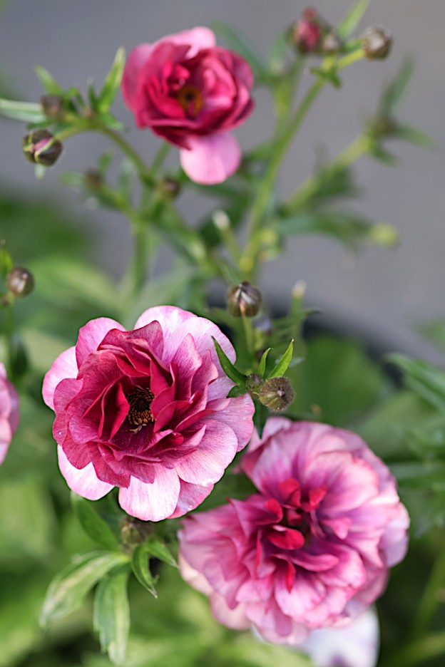 ラナンキュラス　ラックス　ティーバ