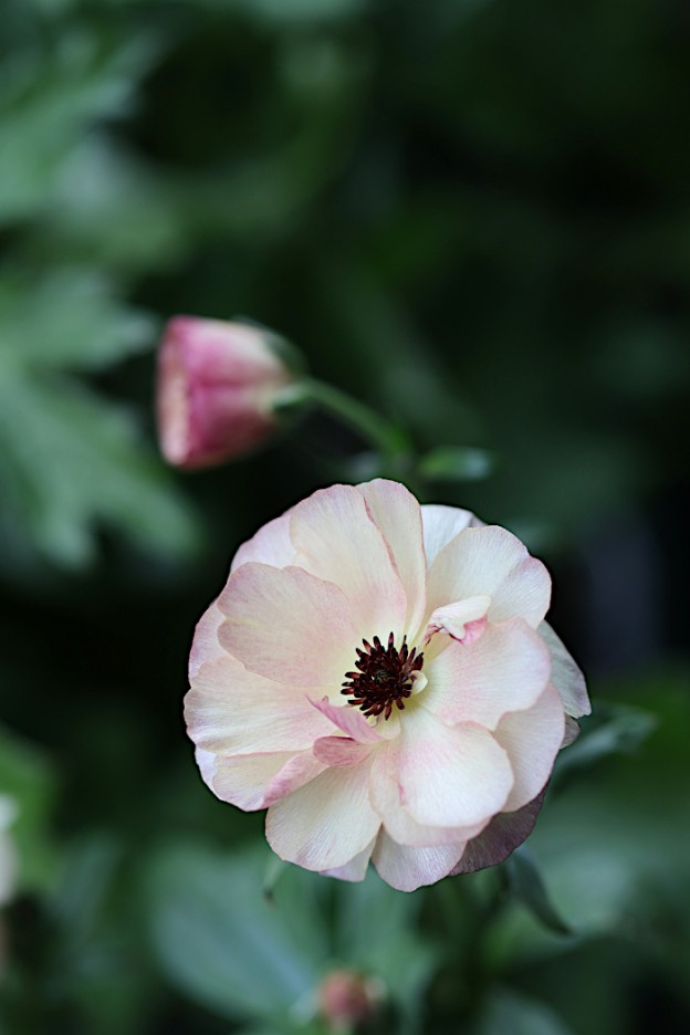 ラナンキュラス　ラックス