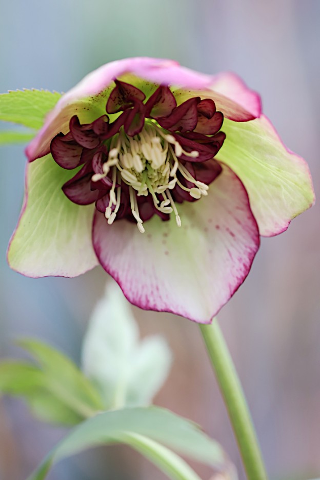 クリスマスローズ