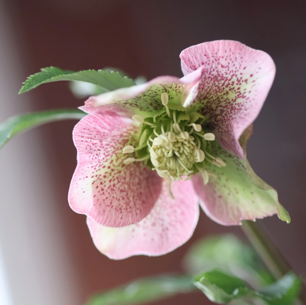 クリスマスローズ