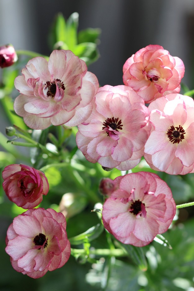 ラナンキュラス　ラックス　ヘスティア