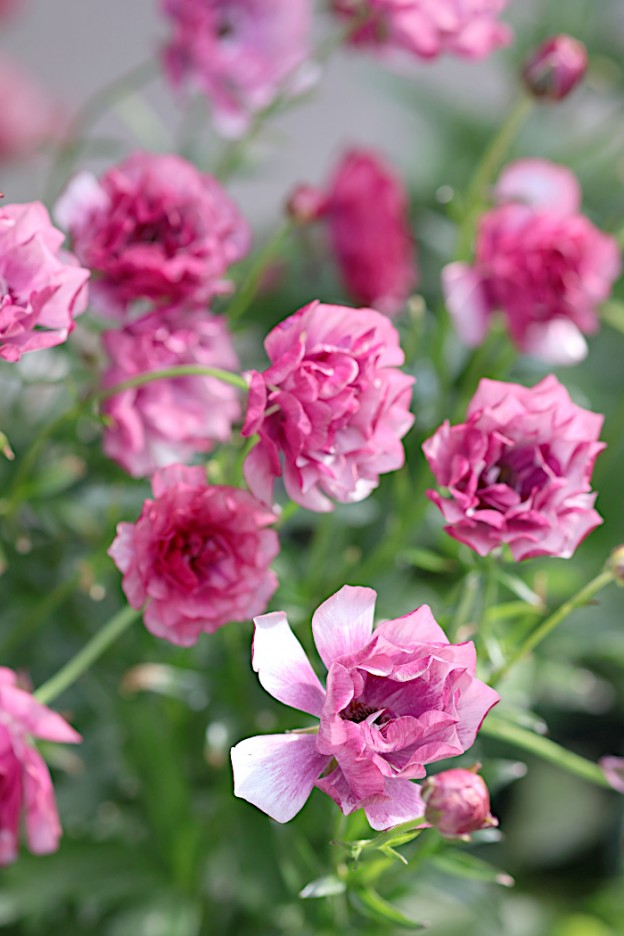 ラナンキュラス　ラックス　ティーバ