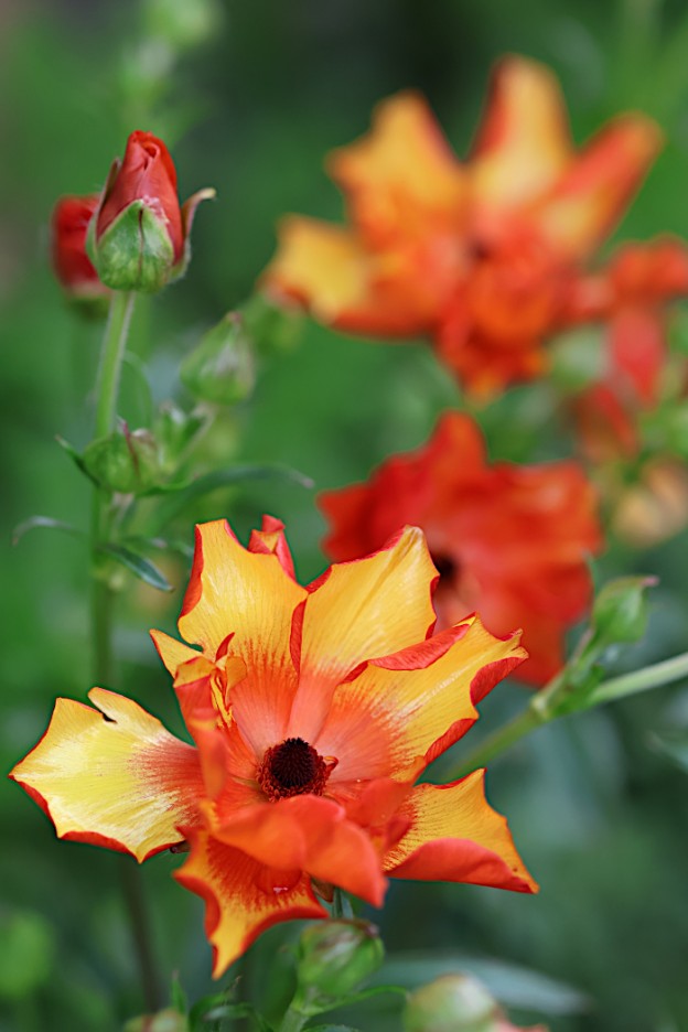 ラナンキュラス　ラックス　ミネルバ