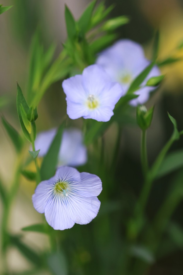 宿根アマ（リナム　ペレンネ　ブルー）