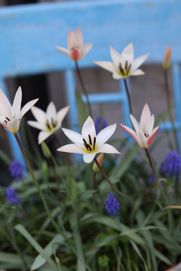 レディージェーンとムスカリのコラボ咲き