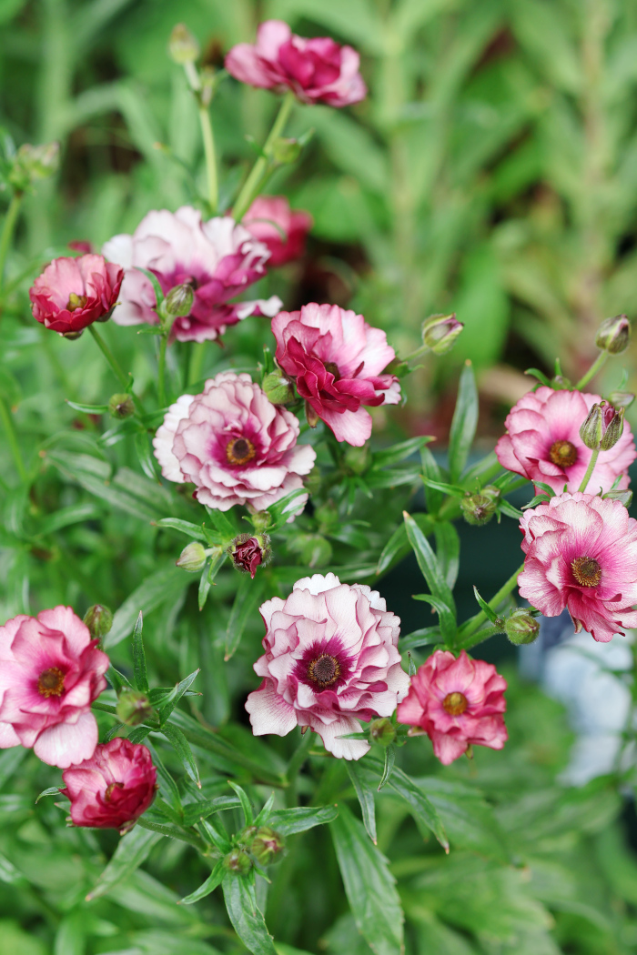 ラナンキュラス ラックス ディオニュソス