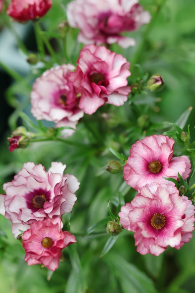 ラナンキュラス　ラックス　ディオニュソス