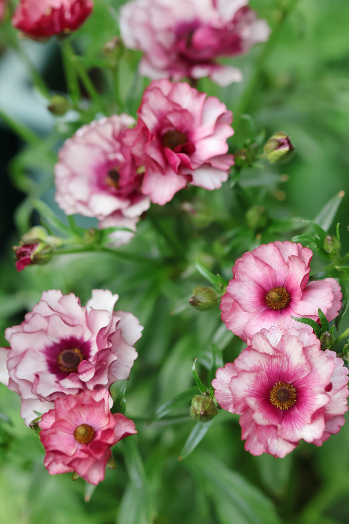 ラナンキュラス ラックス ディオニュソス