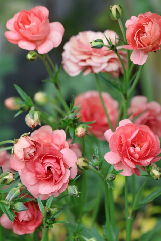 ラナンキュラス　ラックス　エリス