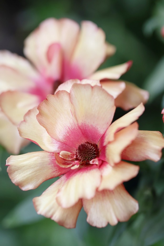 ラナンキュラス　ラックスランドセル　サラセレネイパリオン