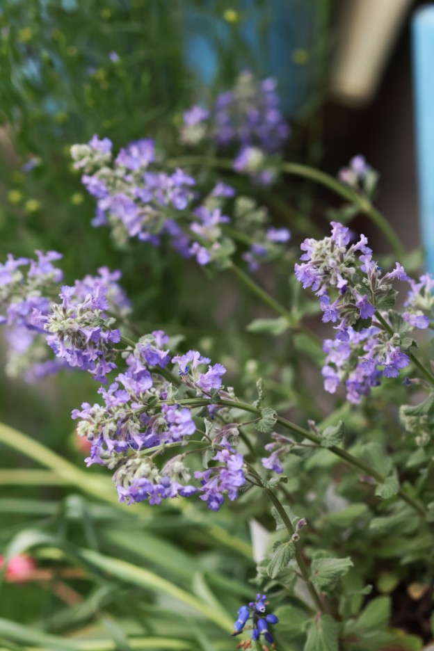 ネペタ　サマーマジック