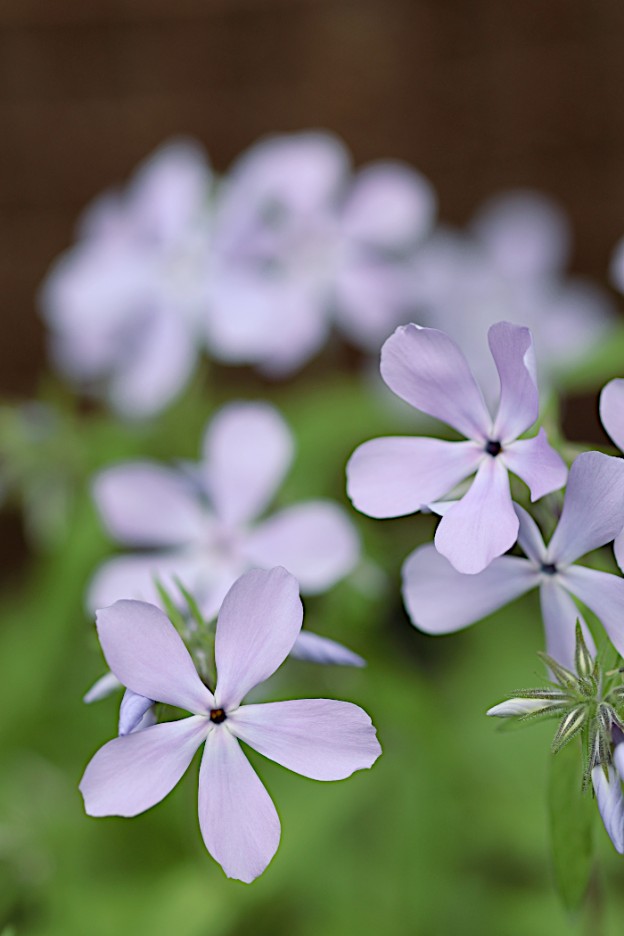 フロックスディバリカータ「ブルーパフューム」