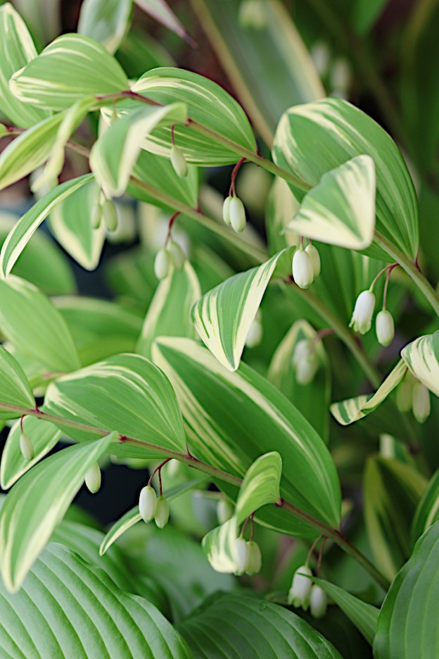 斑入りアマドコロ